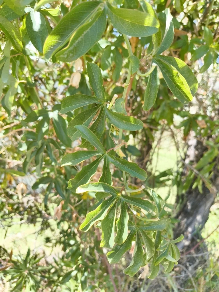 Passiflora Caerulea