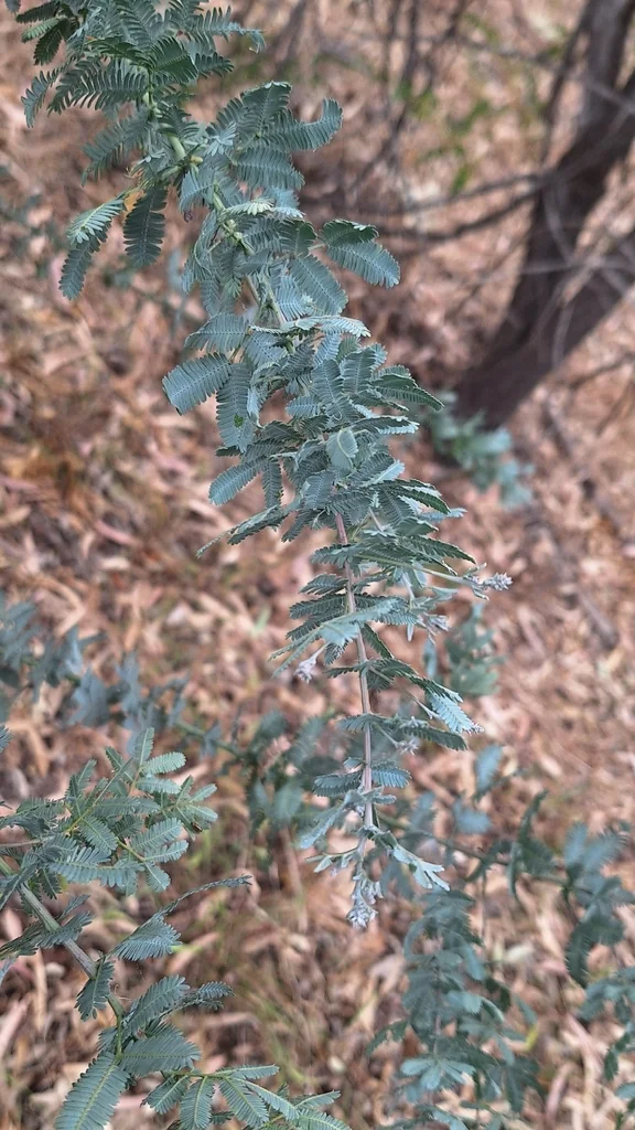 Acacia Baileyana