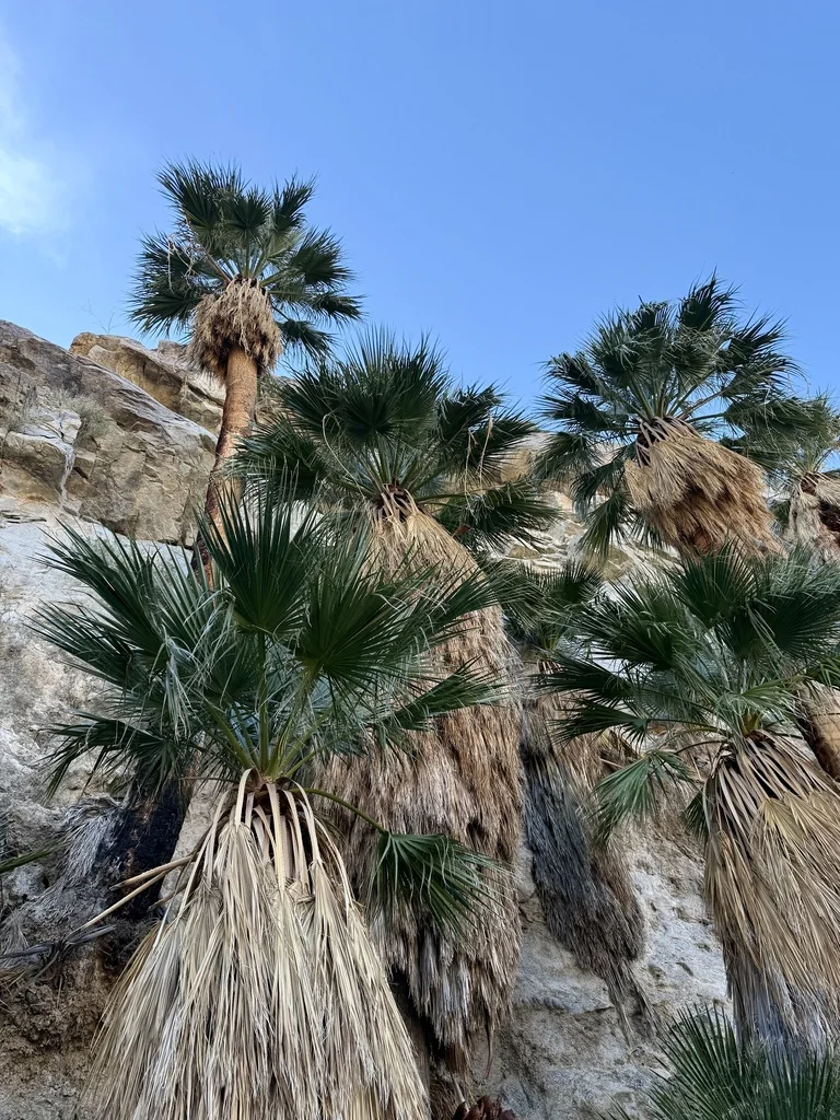 Washingtonia Filifera
