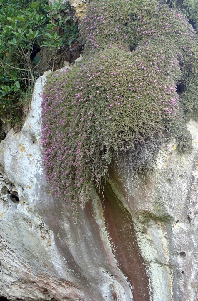 Drosanthemum Floribundum
