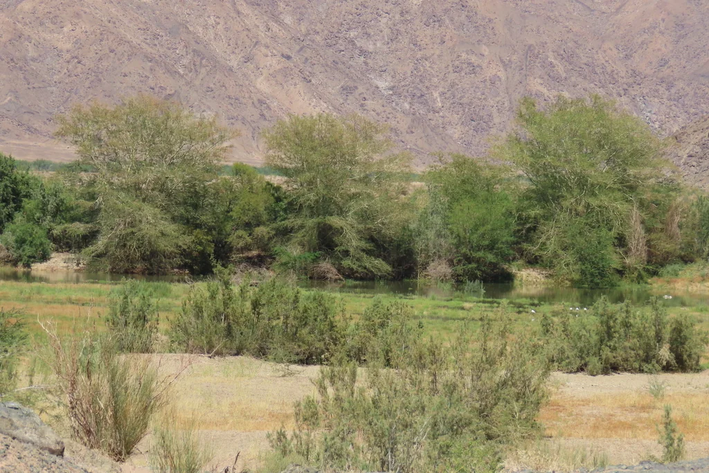 Acacia Xanthophloea
