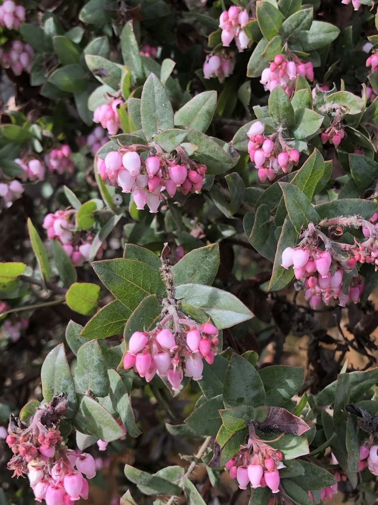 Arctostaphylos Pajaroensis
