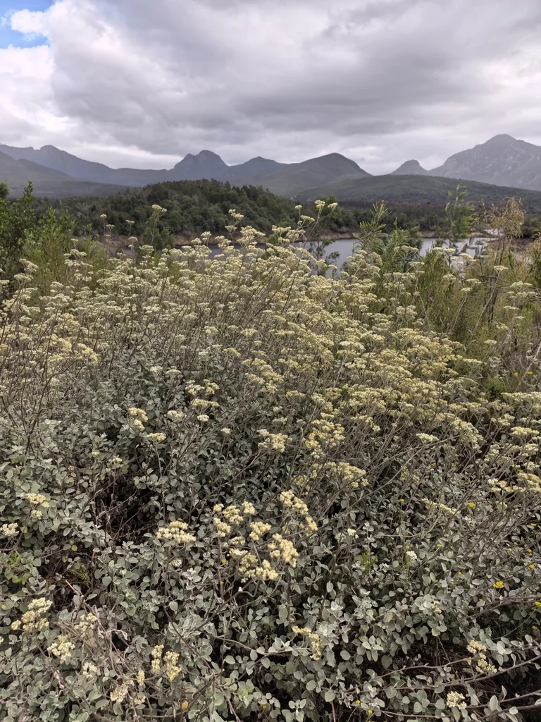 Helichrysum petiolare