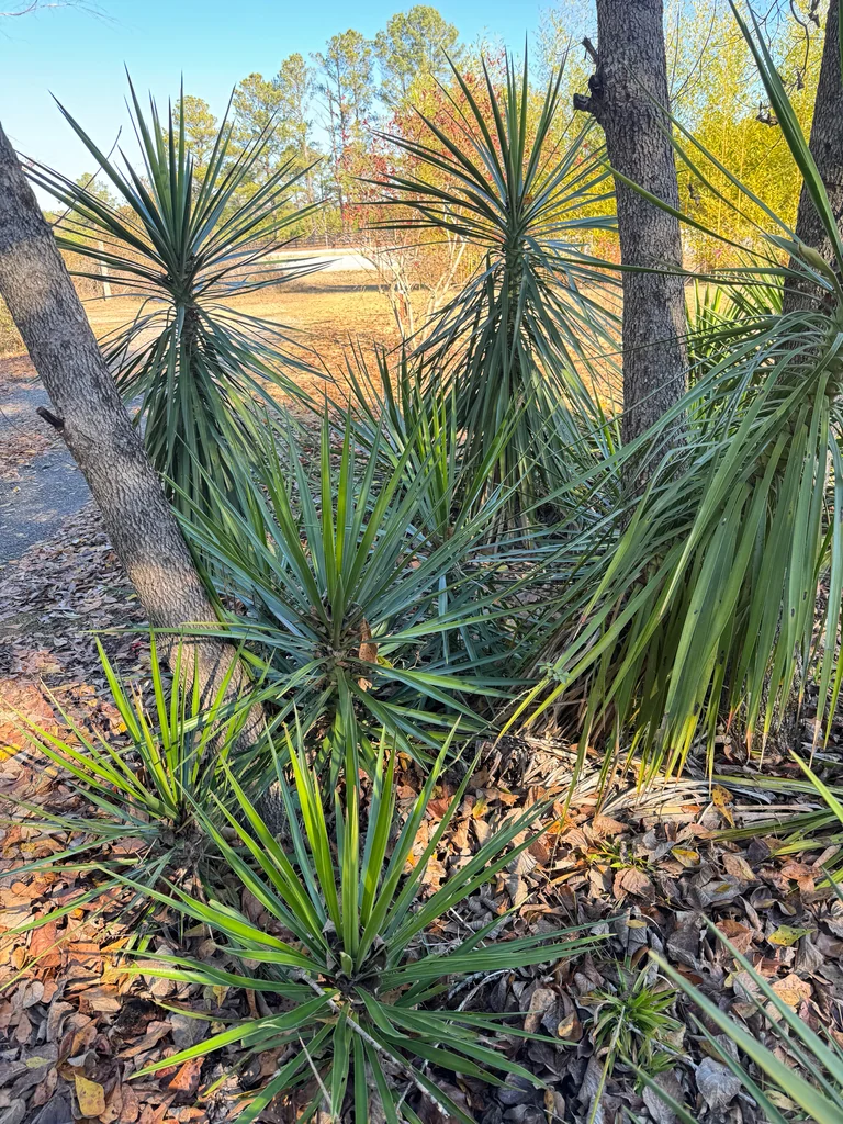 Yucca Aloifolia