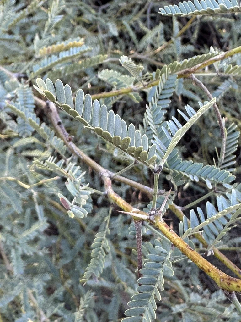 Prosopis Velutina