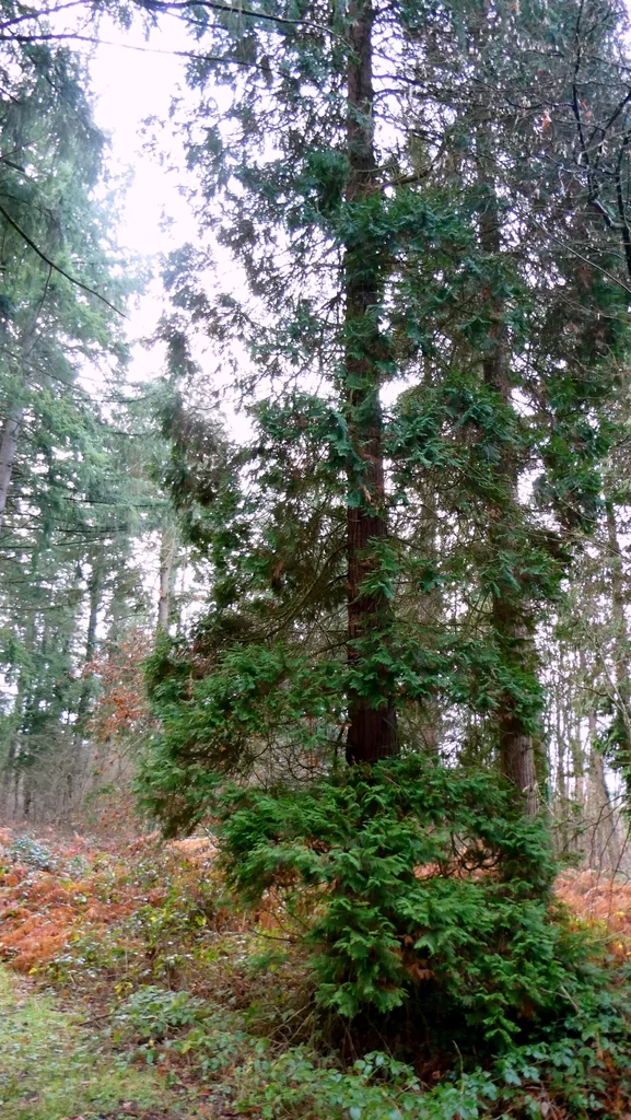 Chamaecyparis lawsoniana