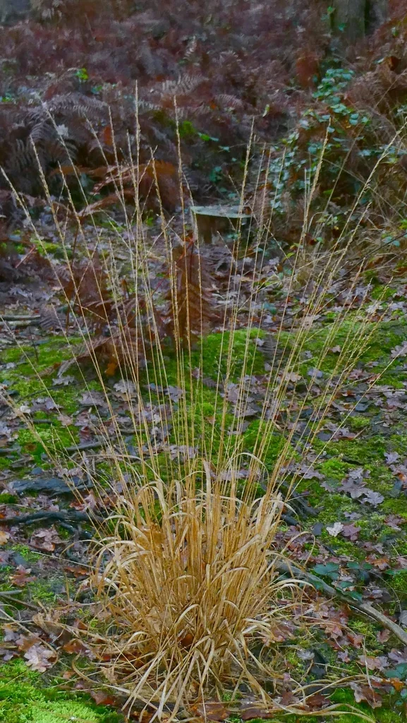 Molinia Caerulea