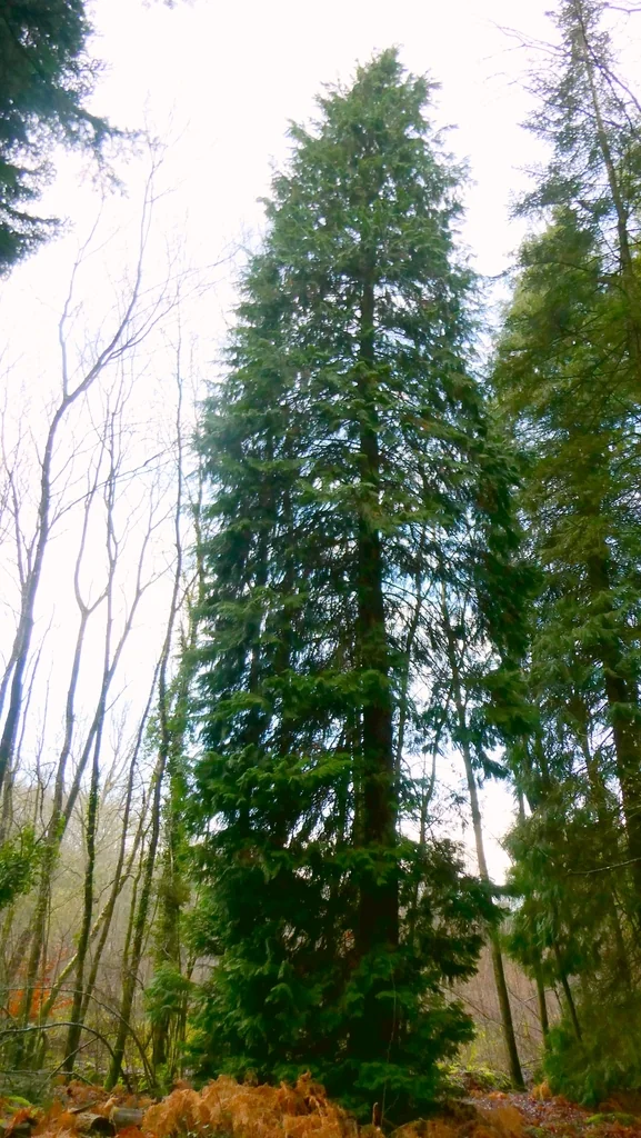 Chamaecyparis lawsoniana