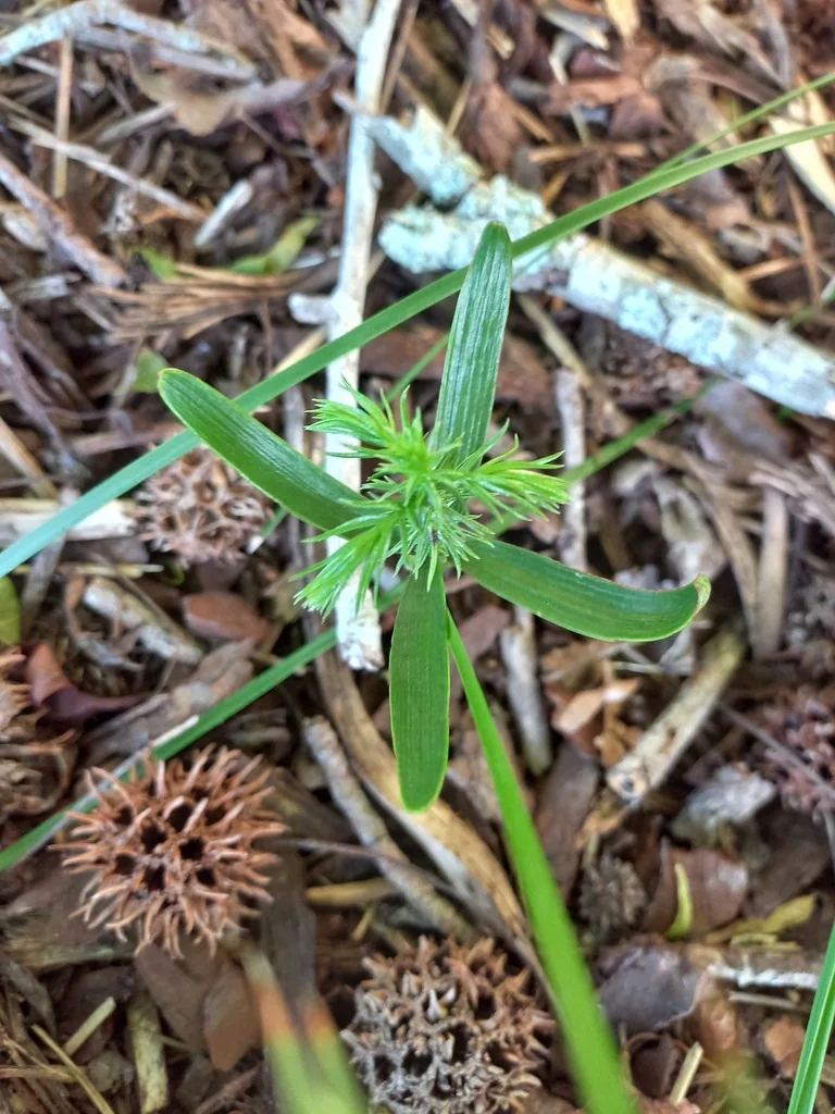 Araucaria Heterophylla
