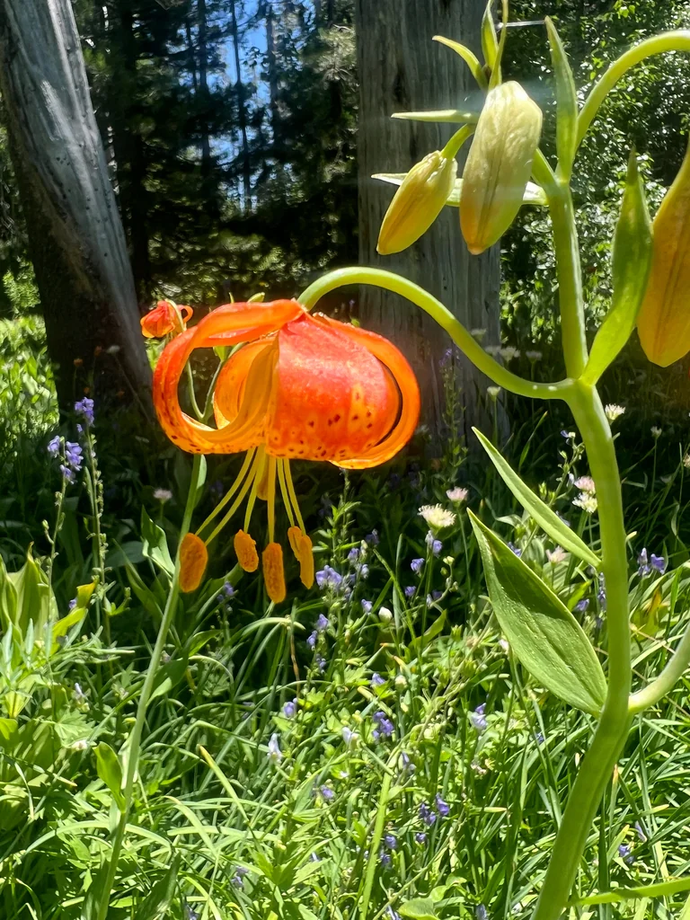 Lilium Pardalinum