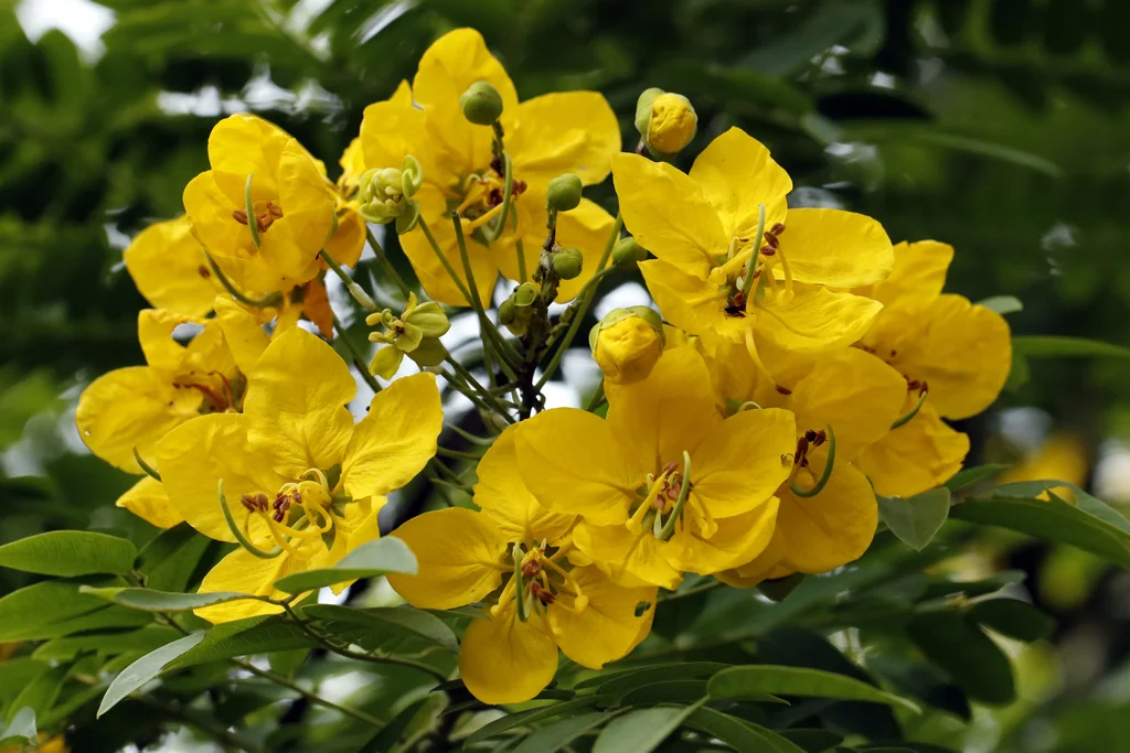 Cassia Leptophylla