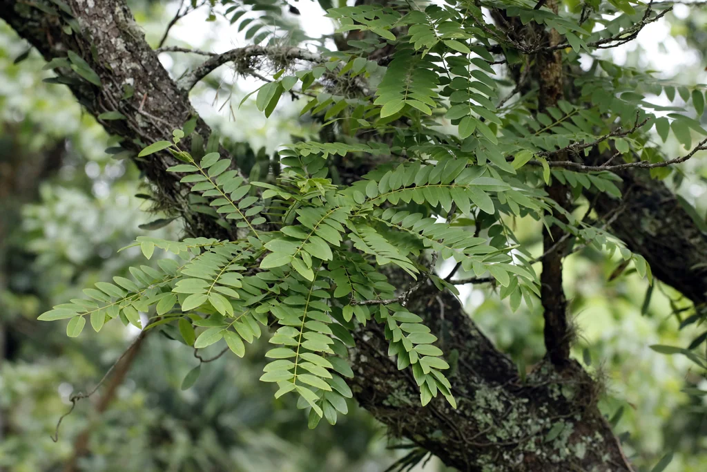 Cassia Leptophylla