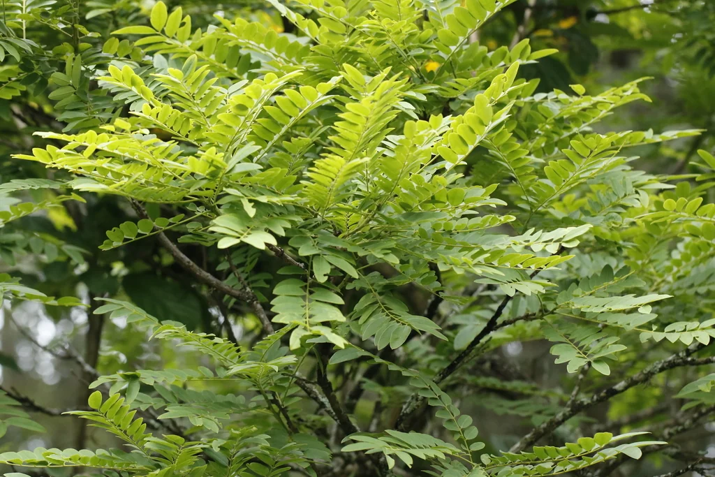 Cassia Leptophylla