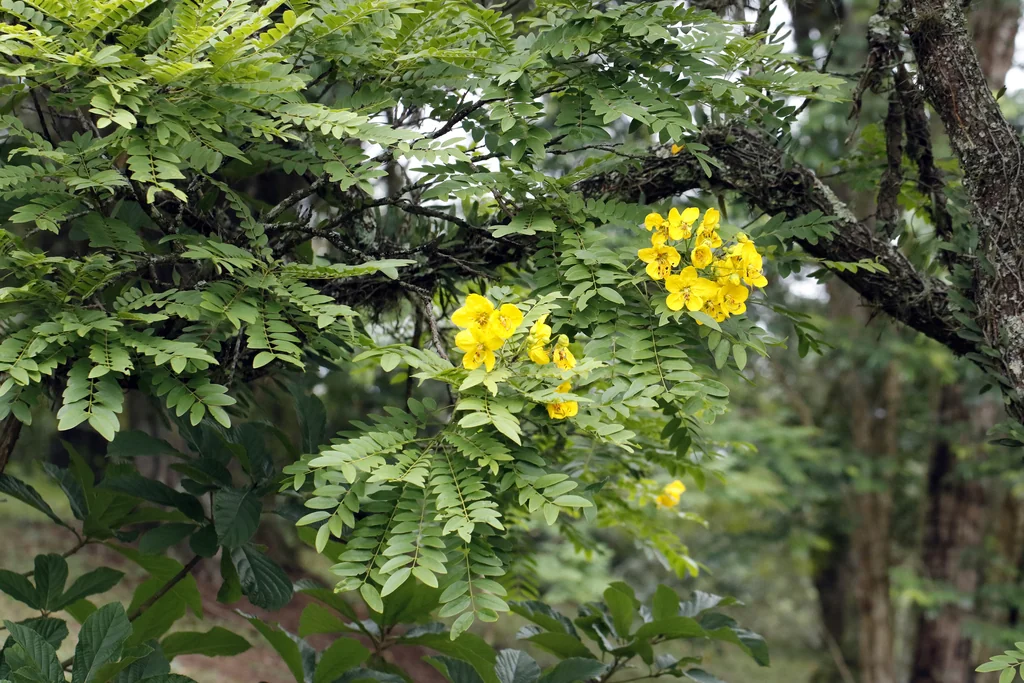 Cassia Leptophylla