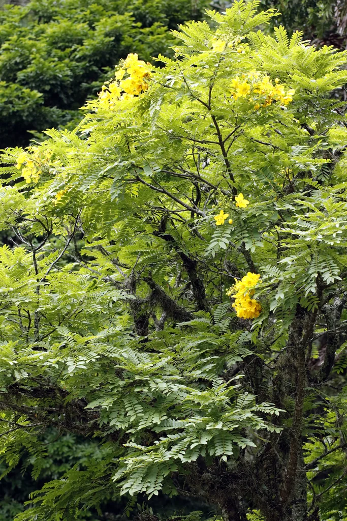 Cassia Leptophylla