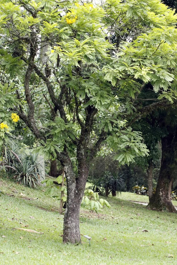 Cassia Leptophylla