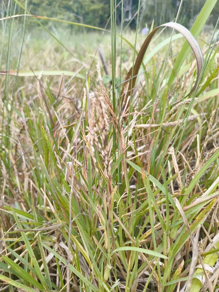 Stenotaphrum Secundatum