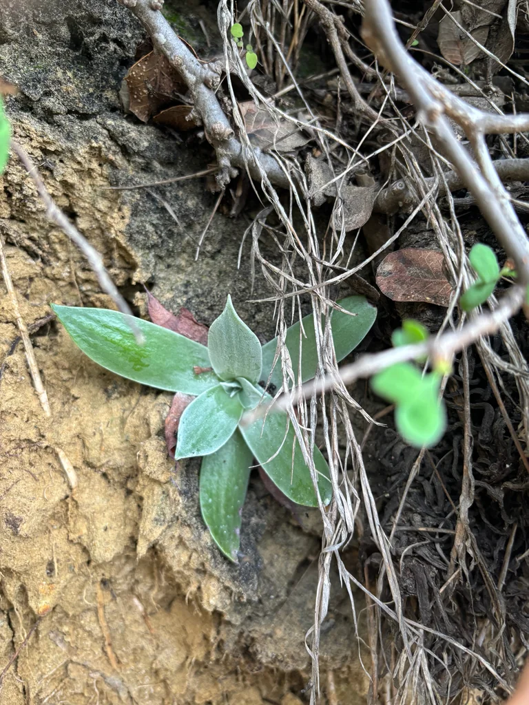 Dudleya Pulverulenta