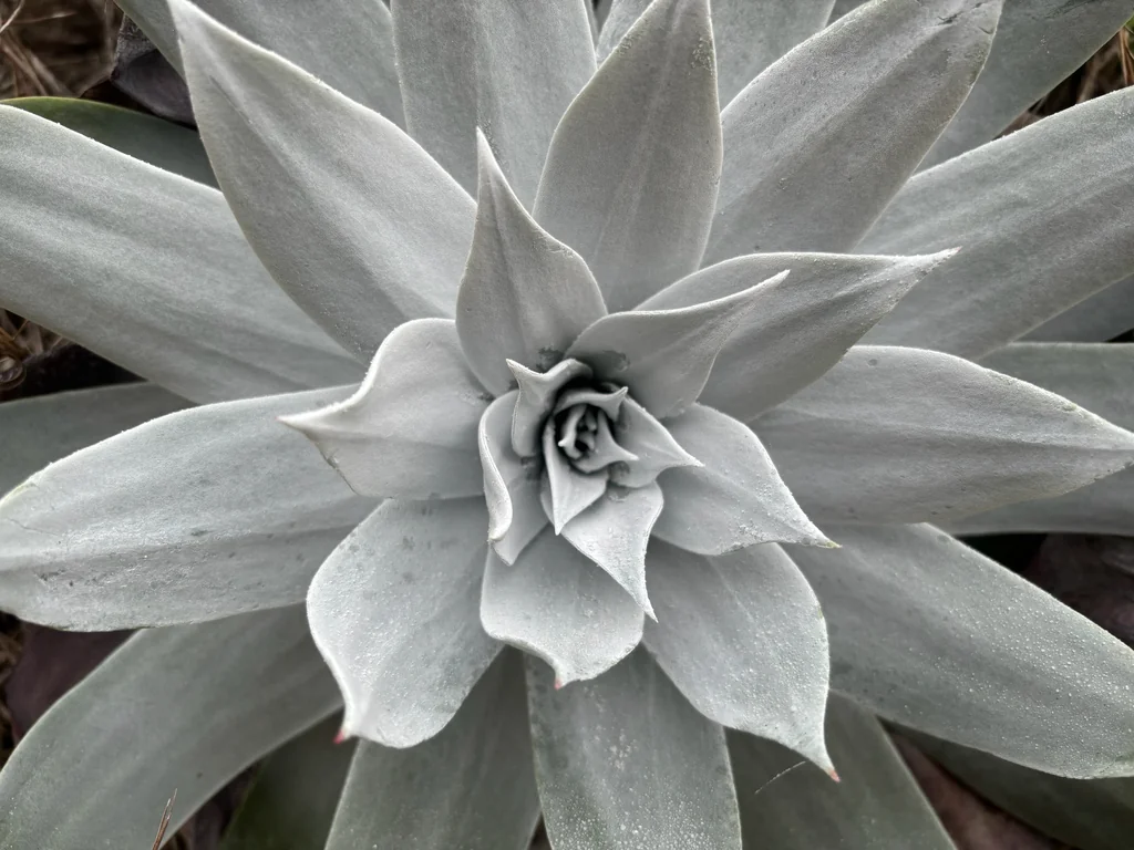 Dudleya Pulverulenta