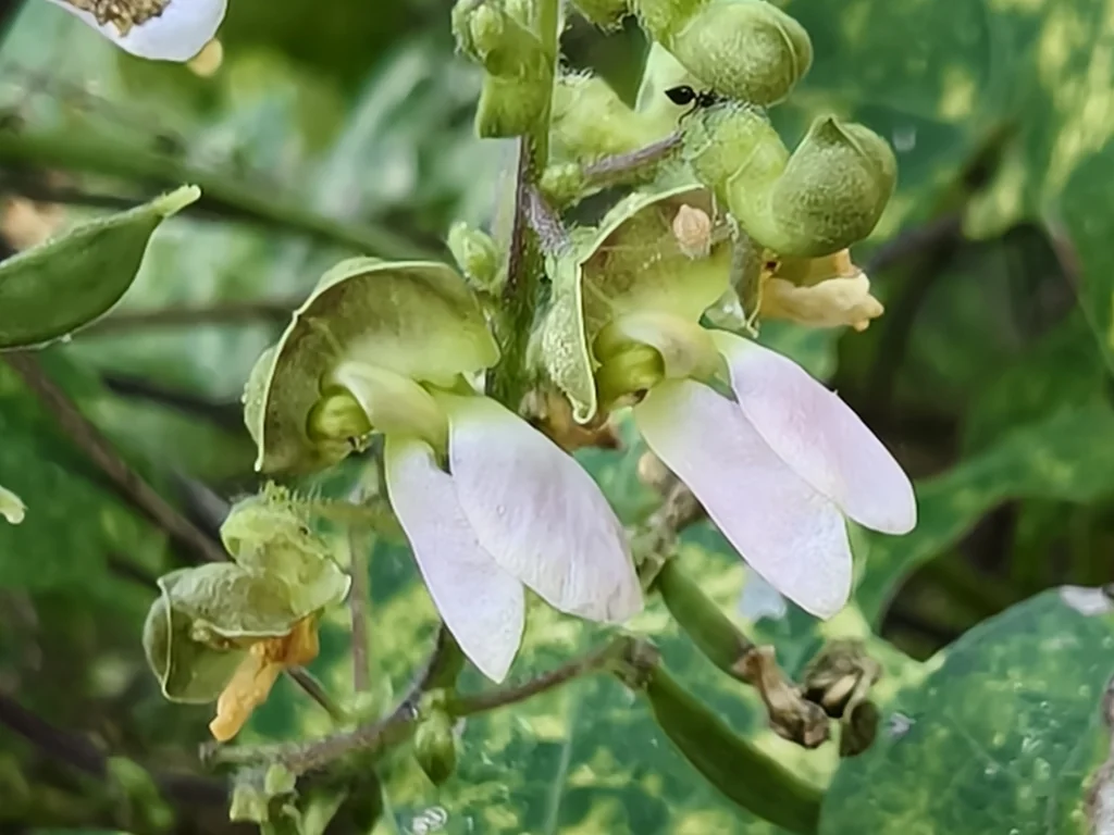 Phaseolus Lunatus