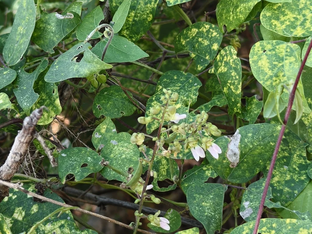 Phaseolus Lunatus