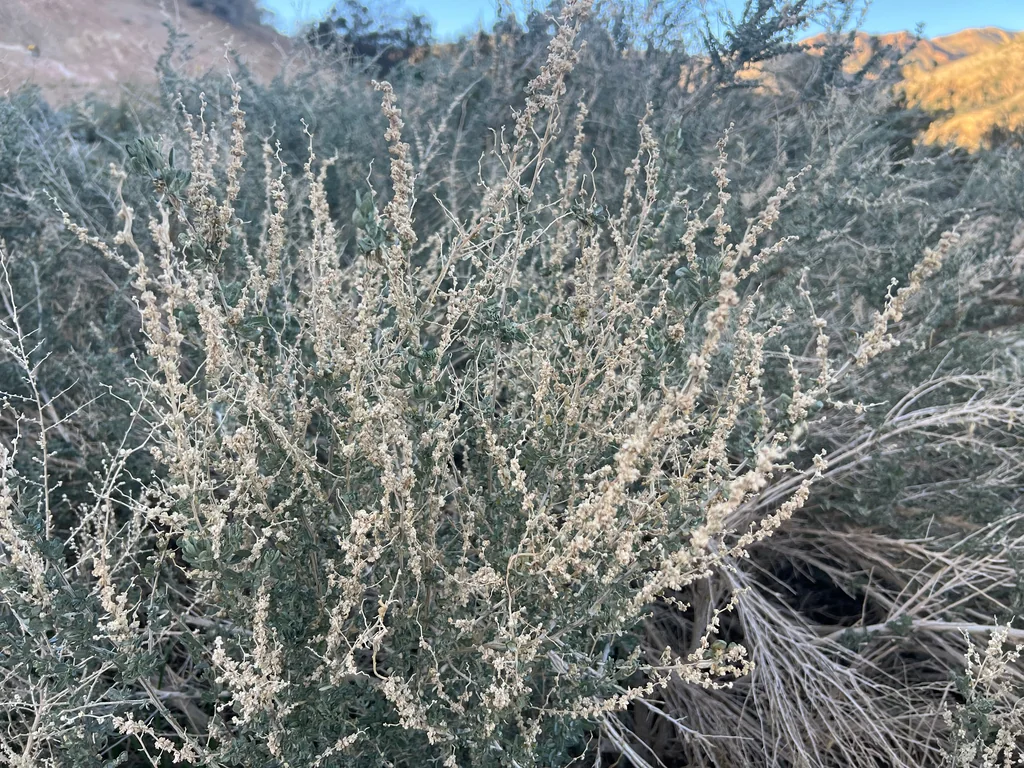 Atriplex Polycarpa