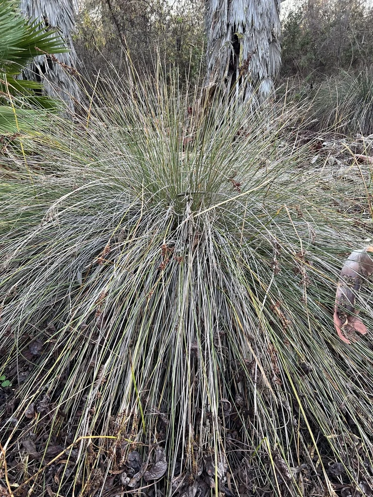 Juncus Acutus