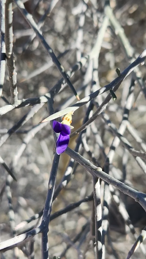 Psorothamnus Spinosus