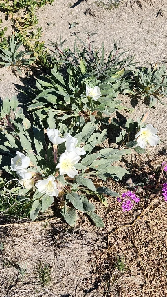 Oenothera Deltoides