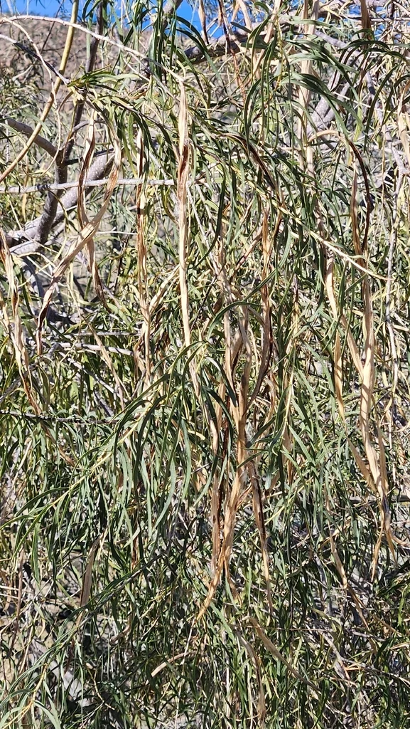 Chilopsis Linearis