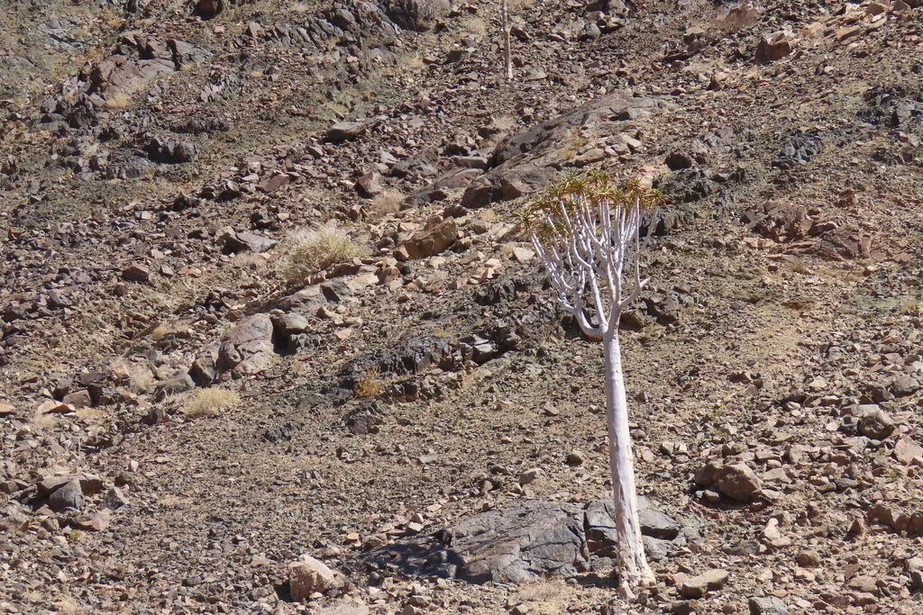 Aloe Dichotoma