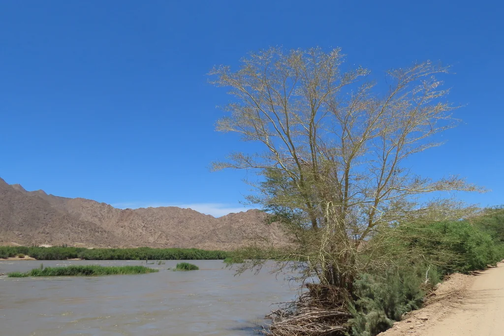 Acacia Xanthophloea