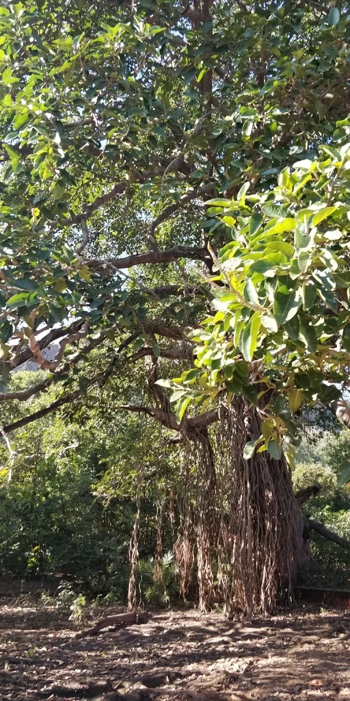 Ficus benghalensis
