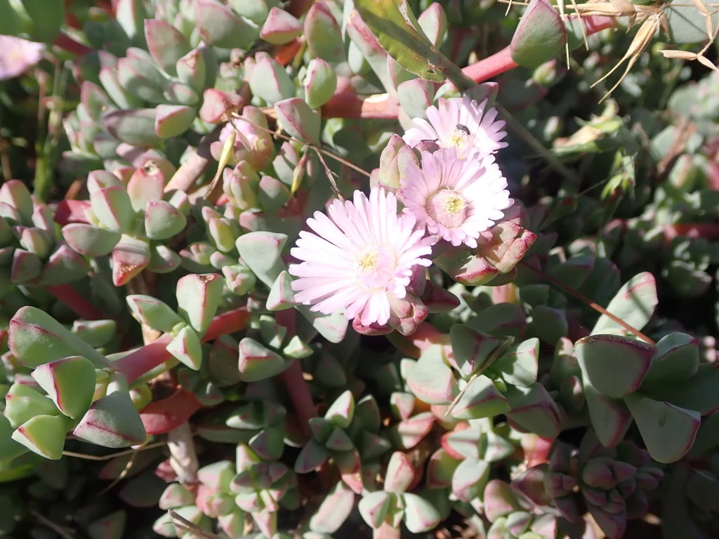 Oscularia Deltoides