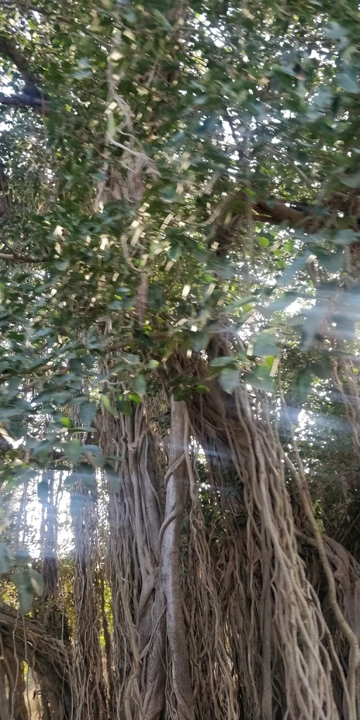 Ficus benghalensis
