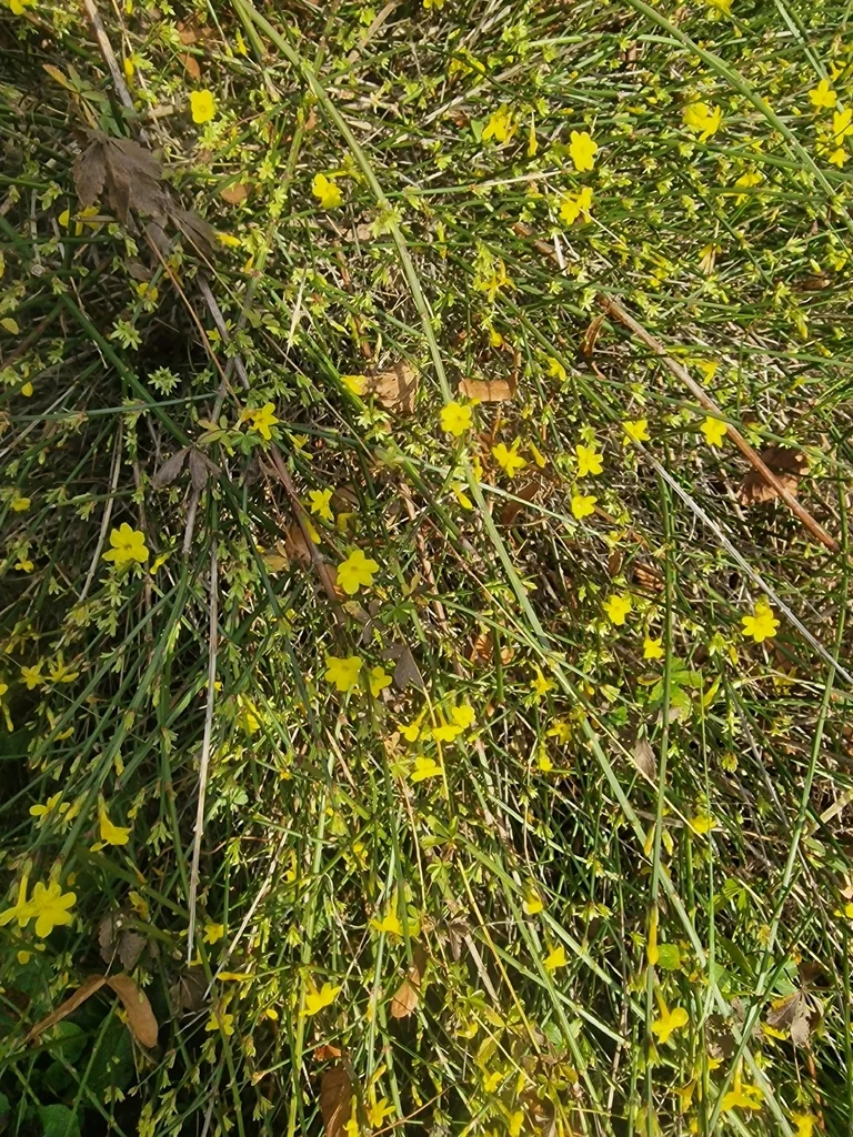 Jasminum Nudiflorum