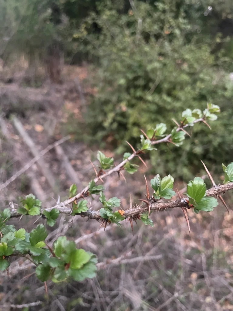 Ribes Speciosum