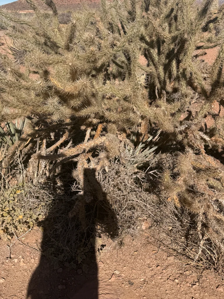 Cylindropuntia Acanthocarpa