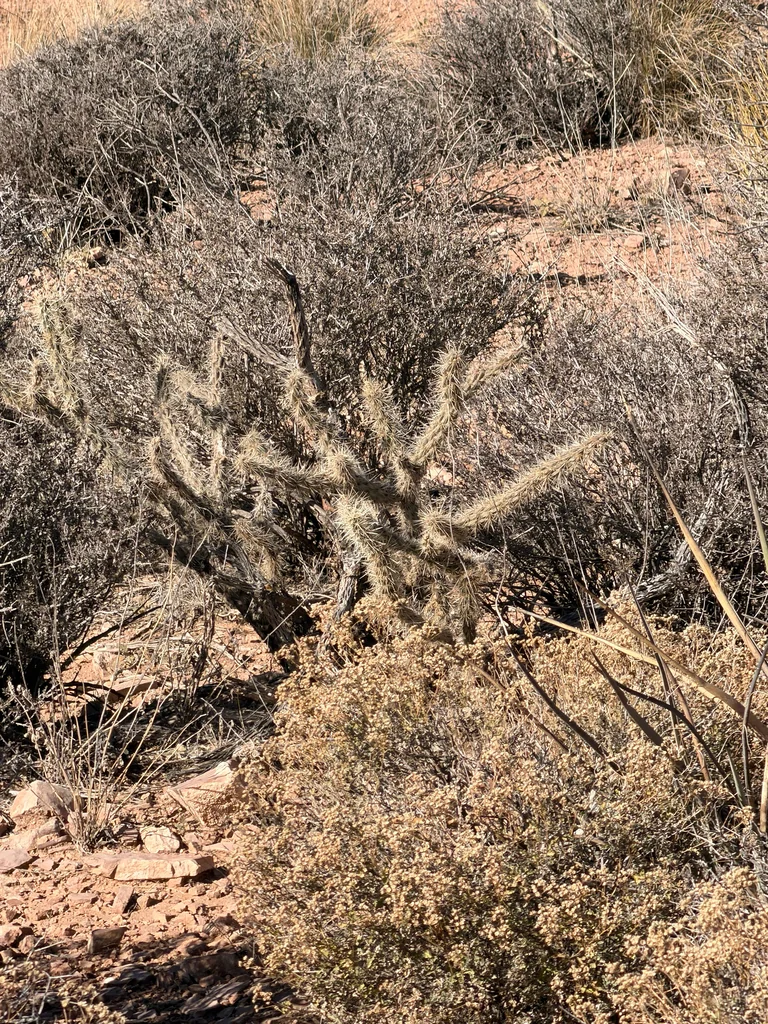 Cylindropuntia Acanthocarpa