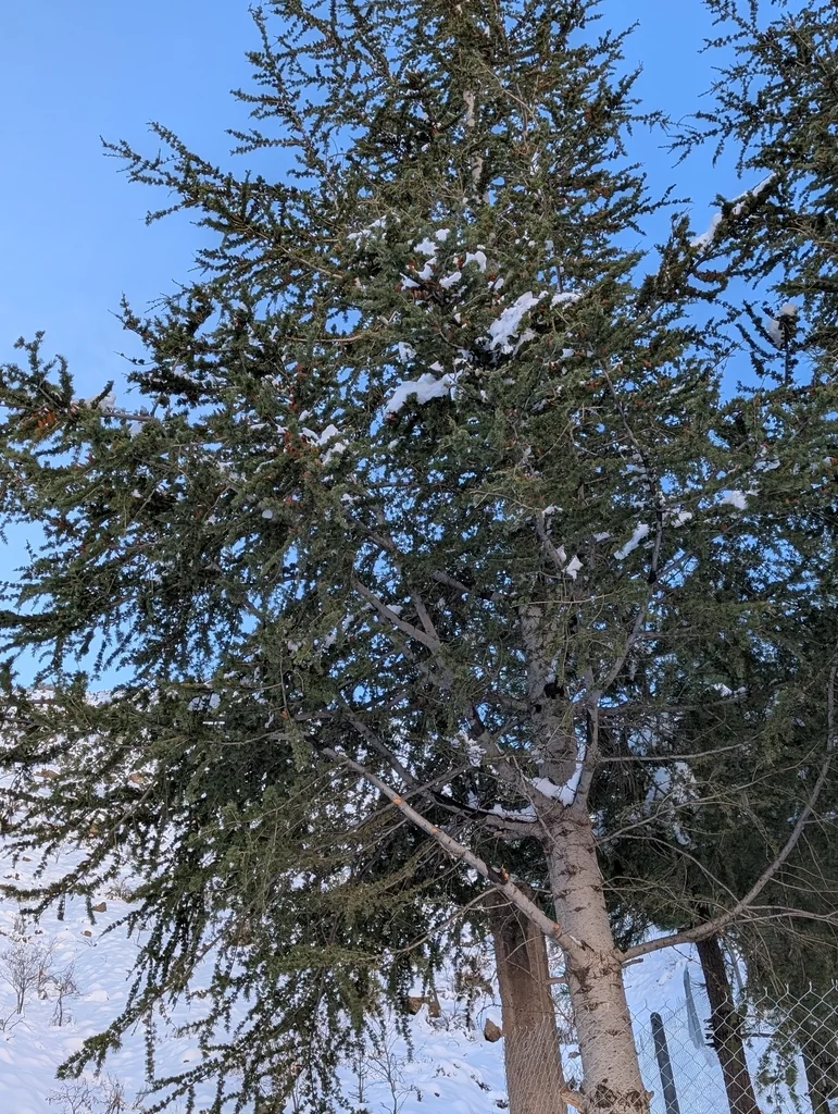 Cedrus atlantica
