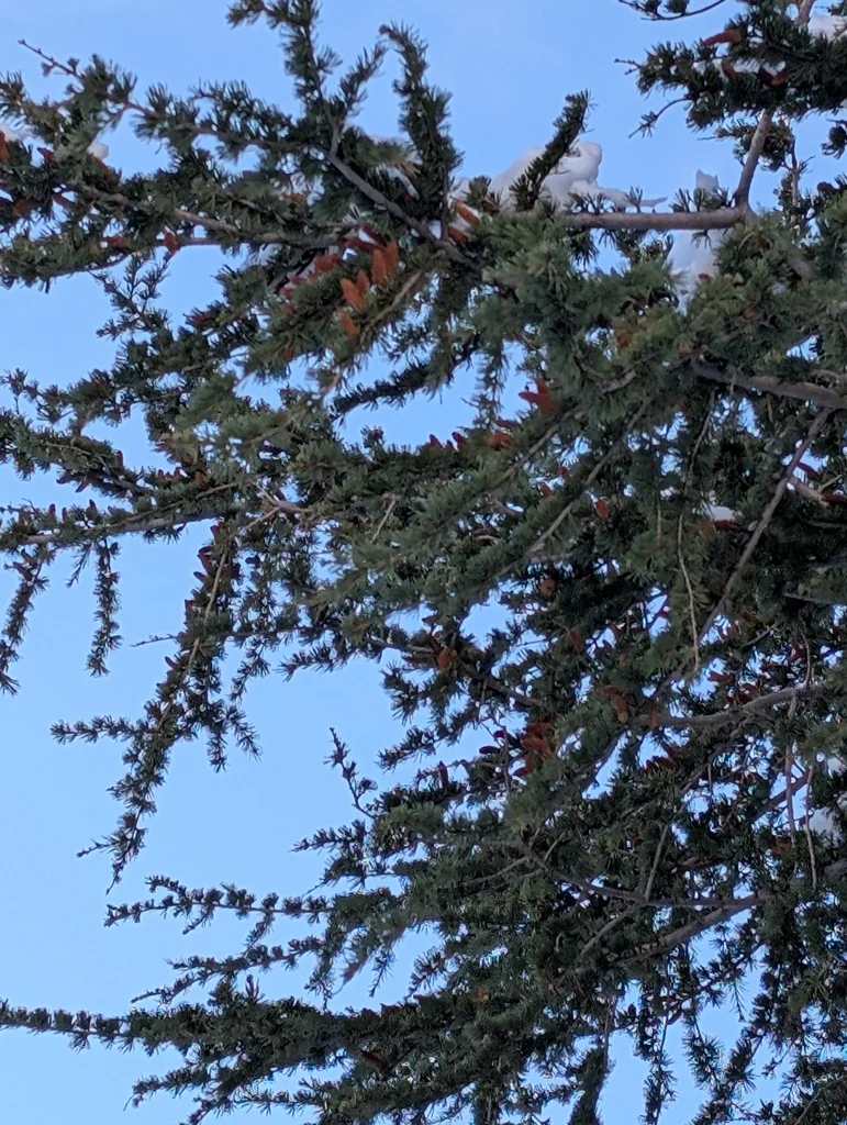 Cedrus atlantica