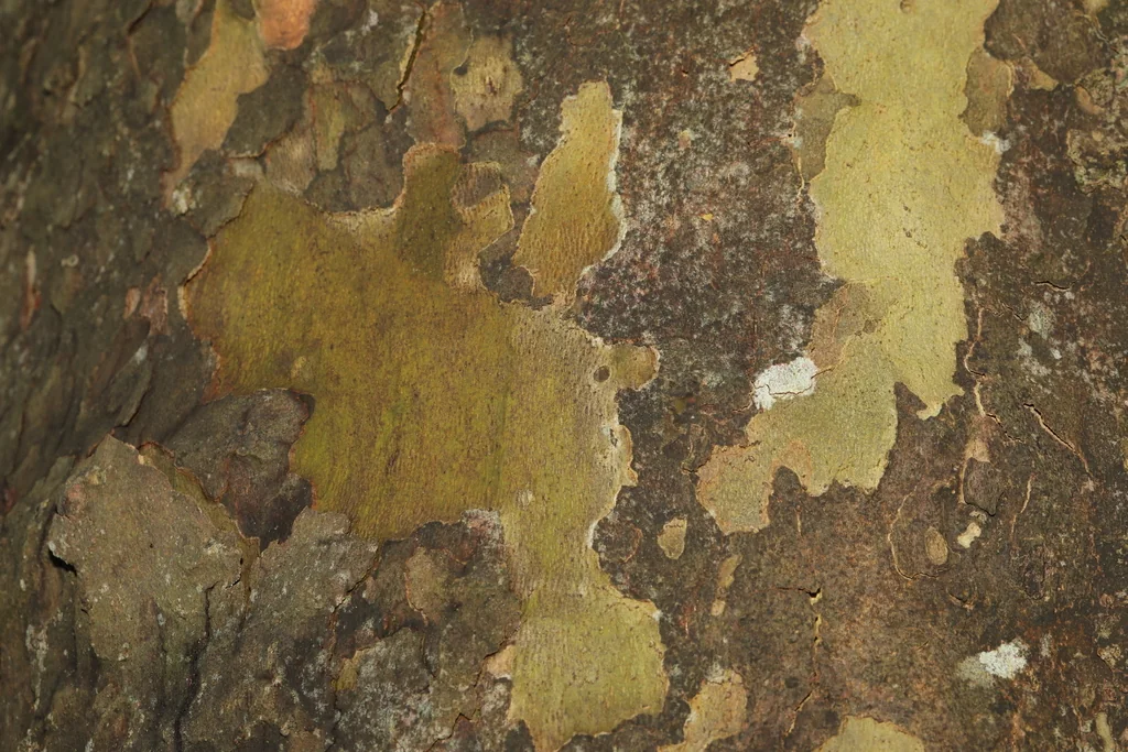 Platanus X Hispanica