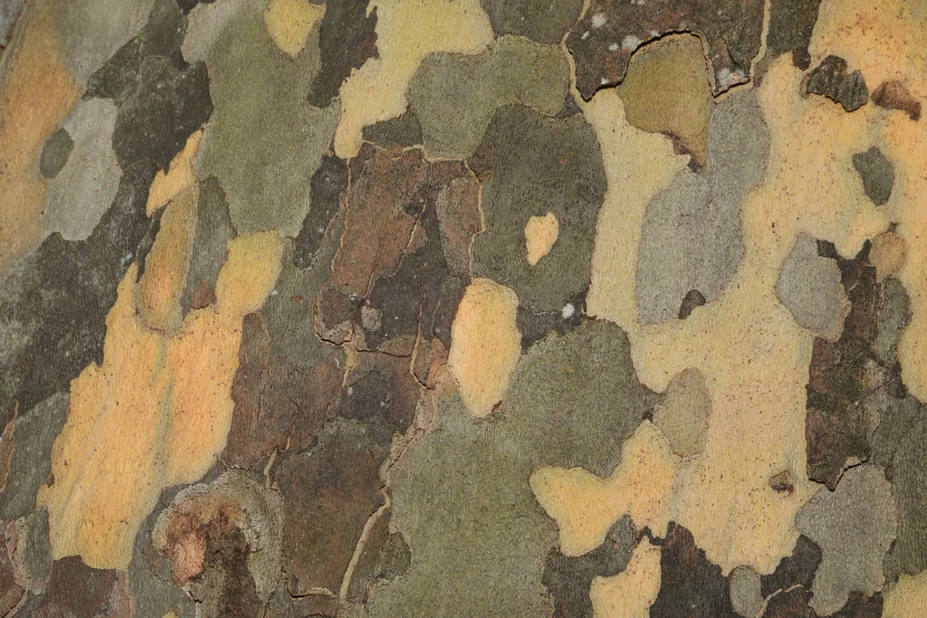 Platanus X Hispanica
