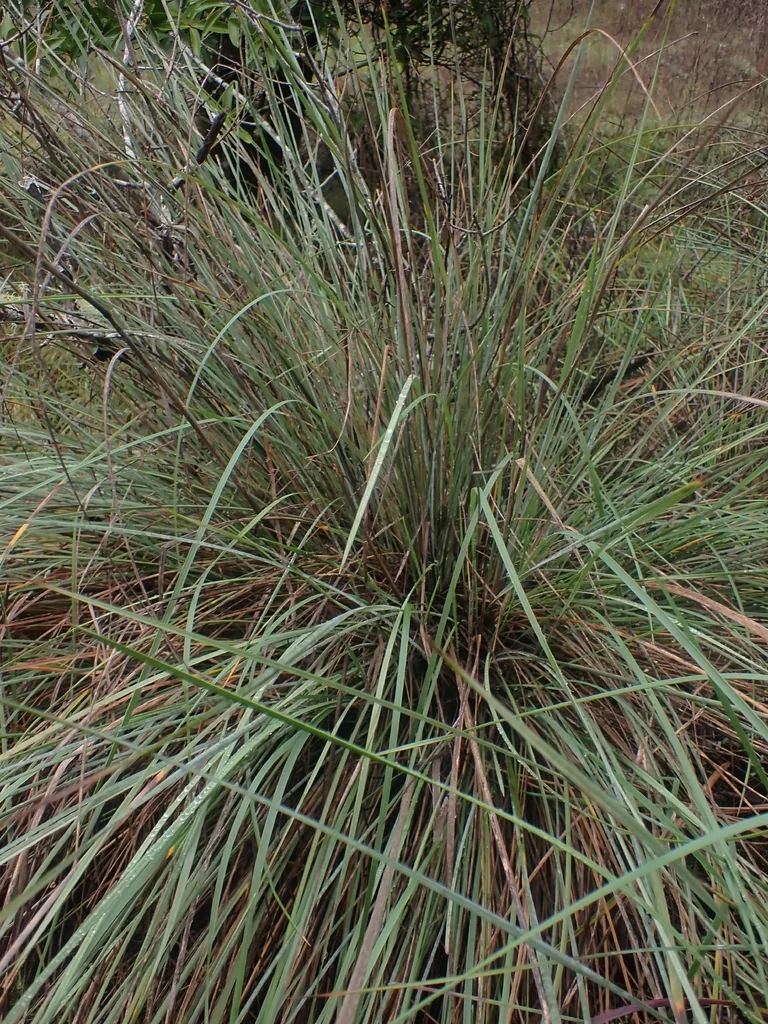 Festuca Californica