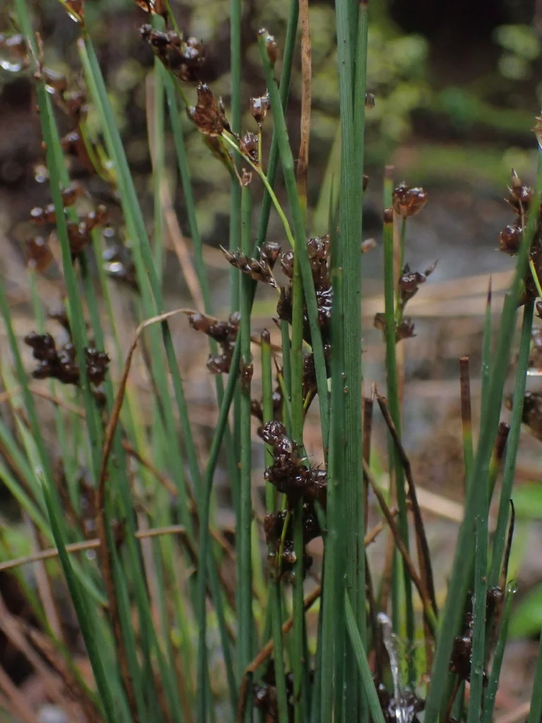 Juncus Patens