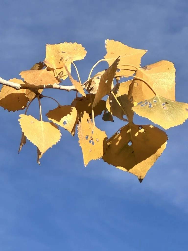 Populus Fremontii