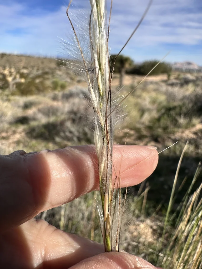 Stipa speciosa