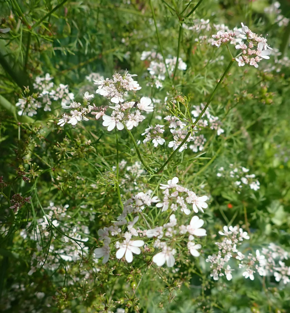 Coriandrum Sativum