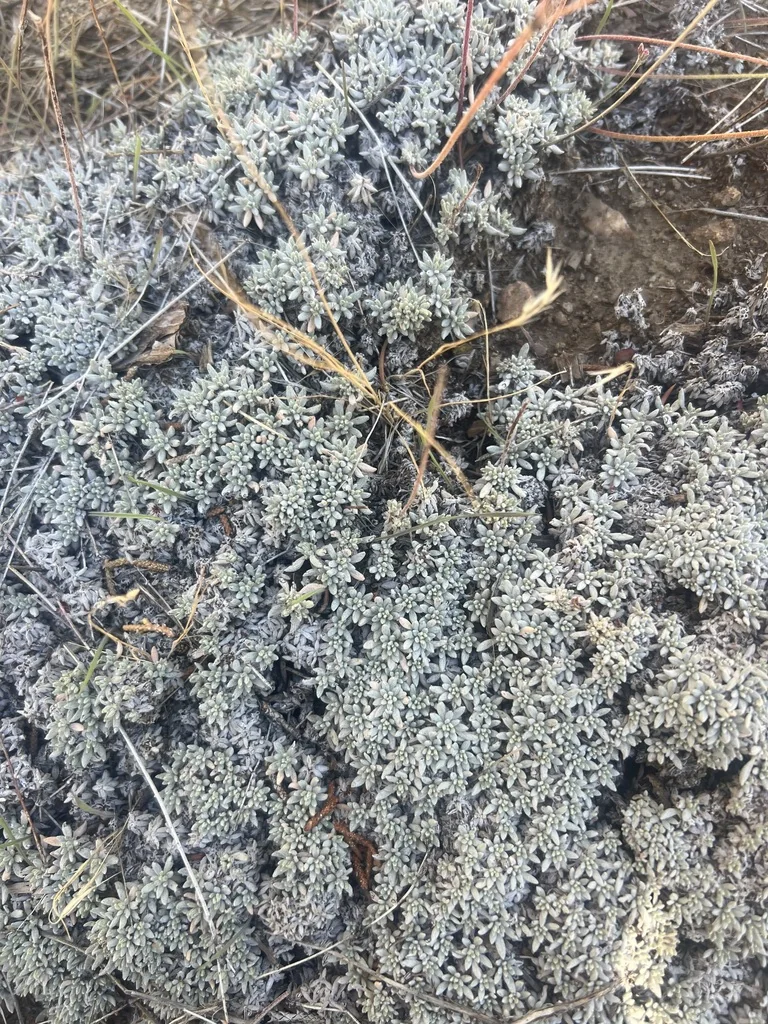Eriogonum Wrightii