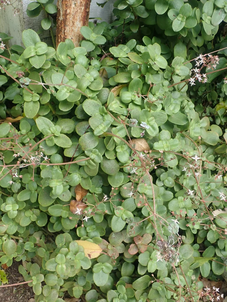 Crassula Multicava
